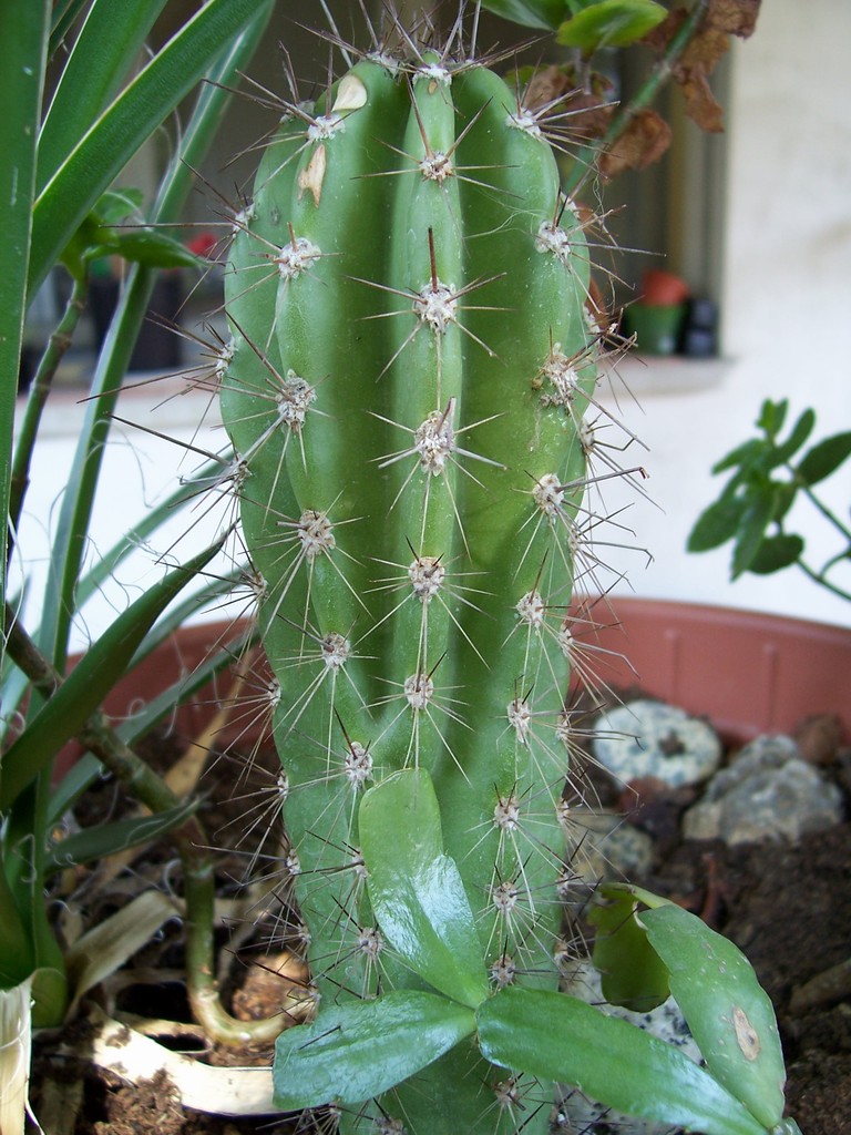 Cactus