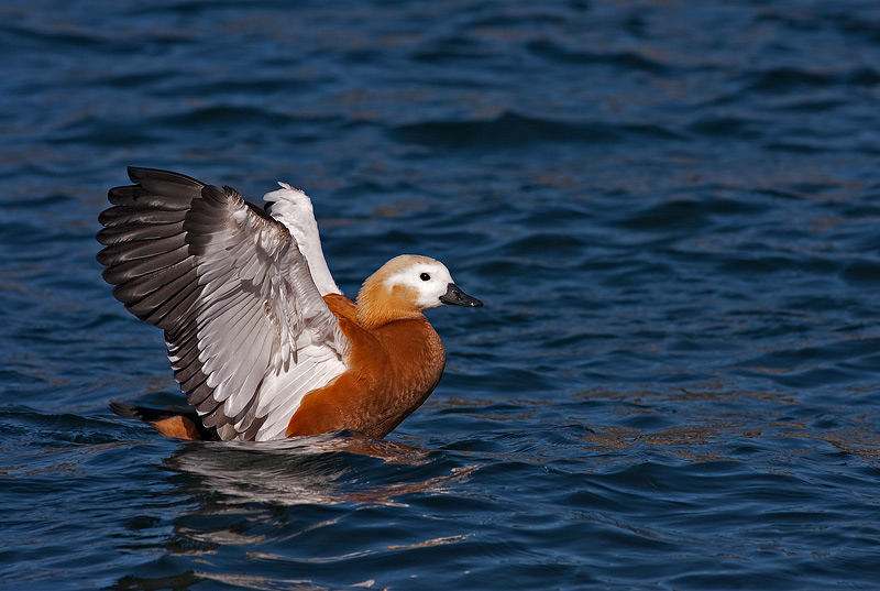 Casarca (Tadorna ferruginea)