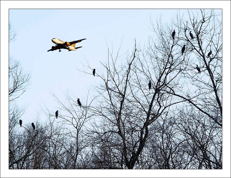 cormorani...a lezione di volo