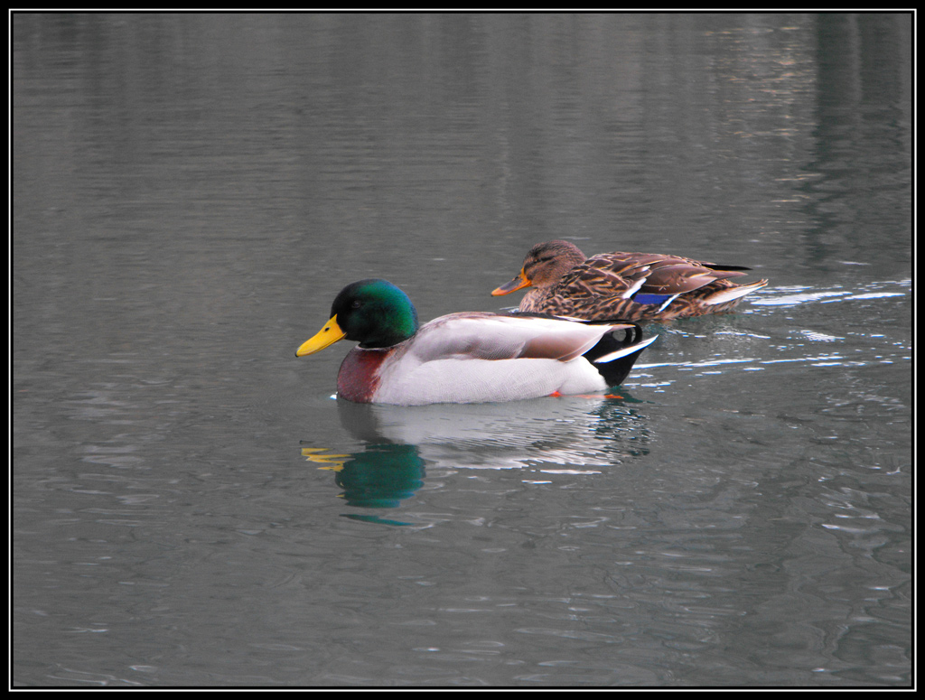 Chi arriva per primo...