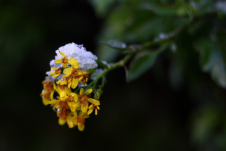 Fresca era l'aria di febbraio