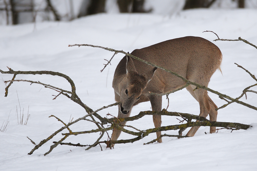 Capriolo,un' insolita dieta...