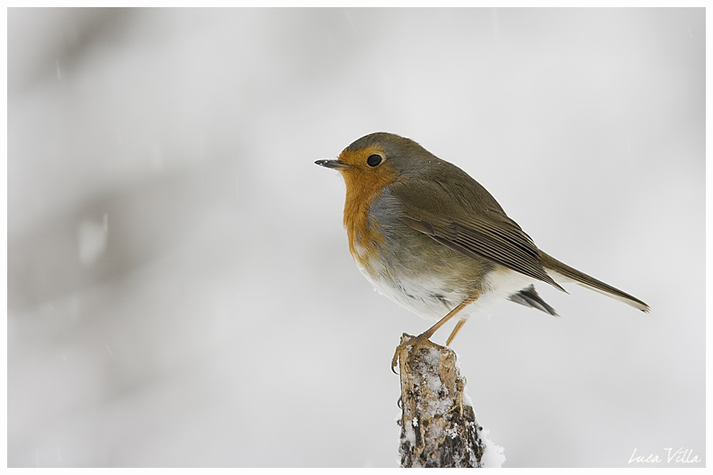 Pettirosso sotto la neve