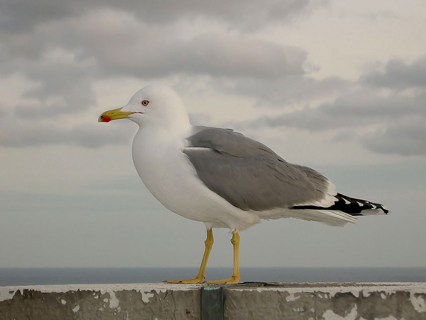 innocentemente...colpevole...