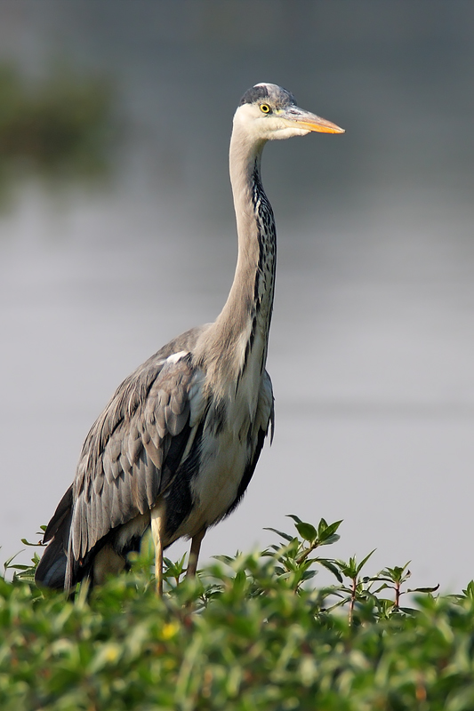 Airone Cenerino Verticale...