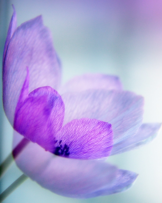 Leggerezza dell'essere