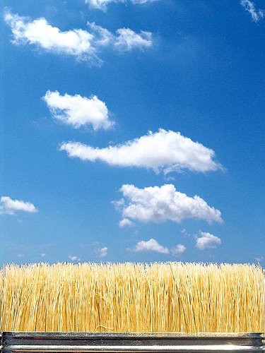 Pennello (� davvero un pennello )