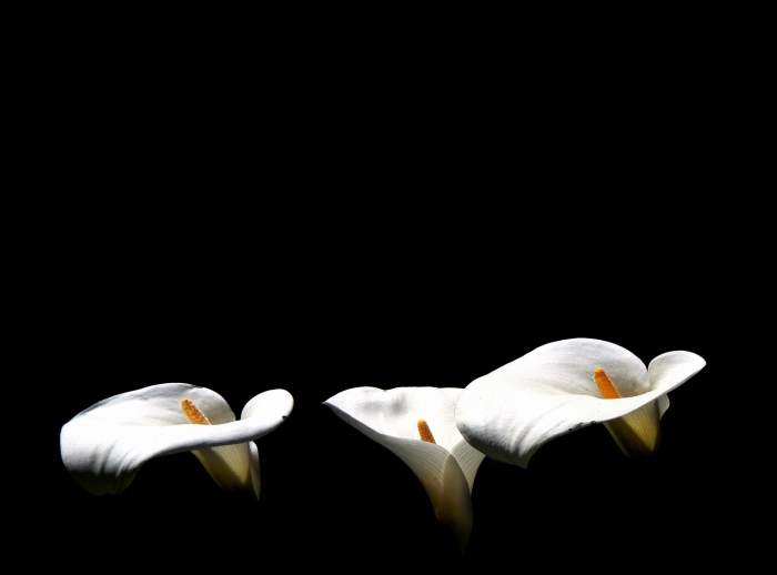 White elegance