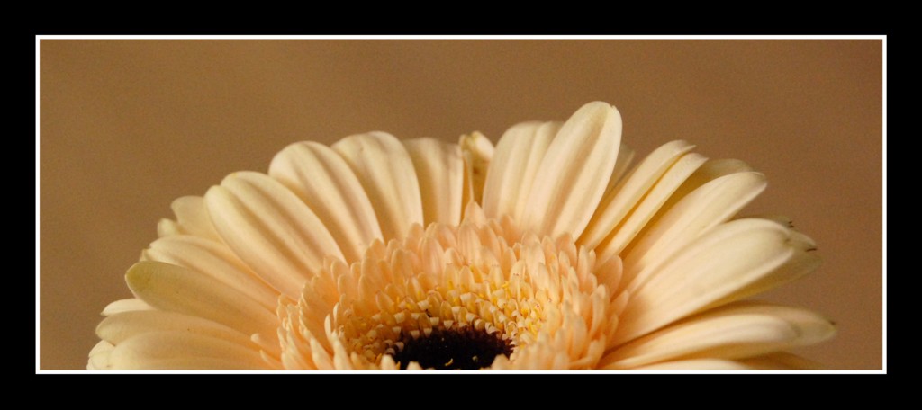 gerbera