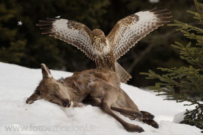 La dura legge della natura - Poiana su Cervo