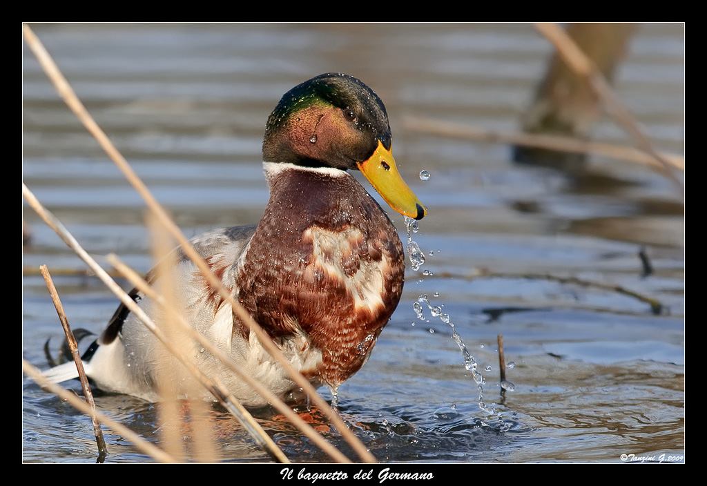 Il bagnetto del Germano