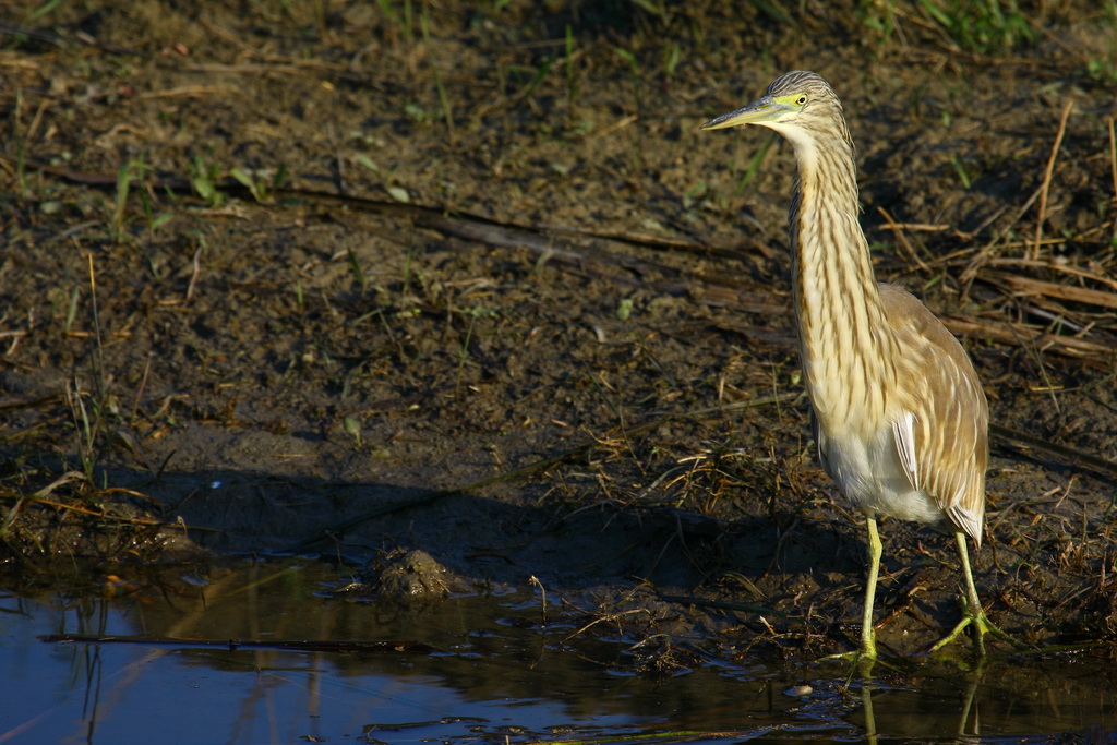 Sgarza ciuffetto juv