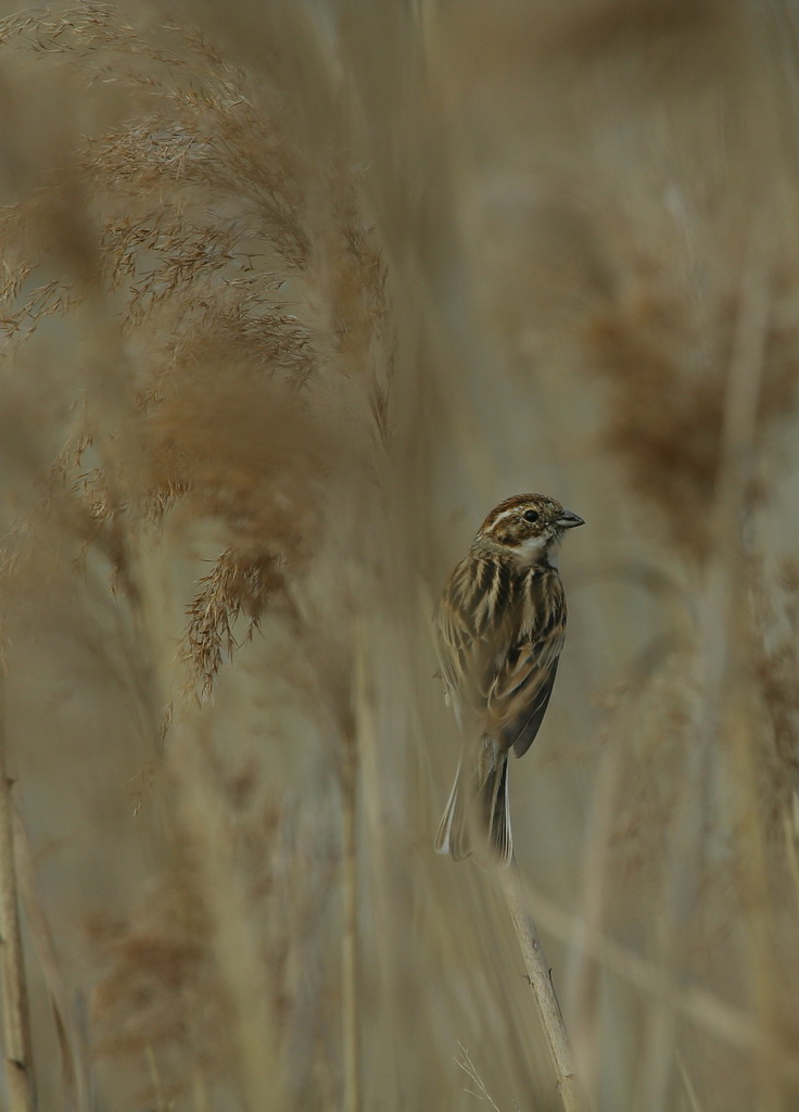 Migliarino di palude