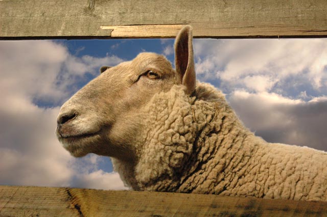 Sheep looking out