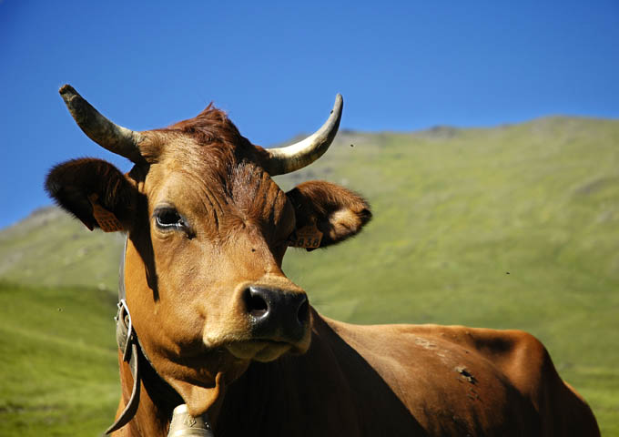 French Cow