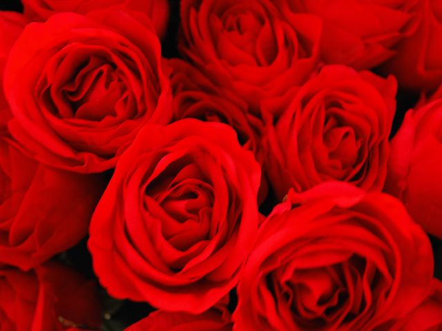 Roses