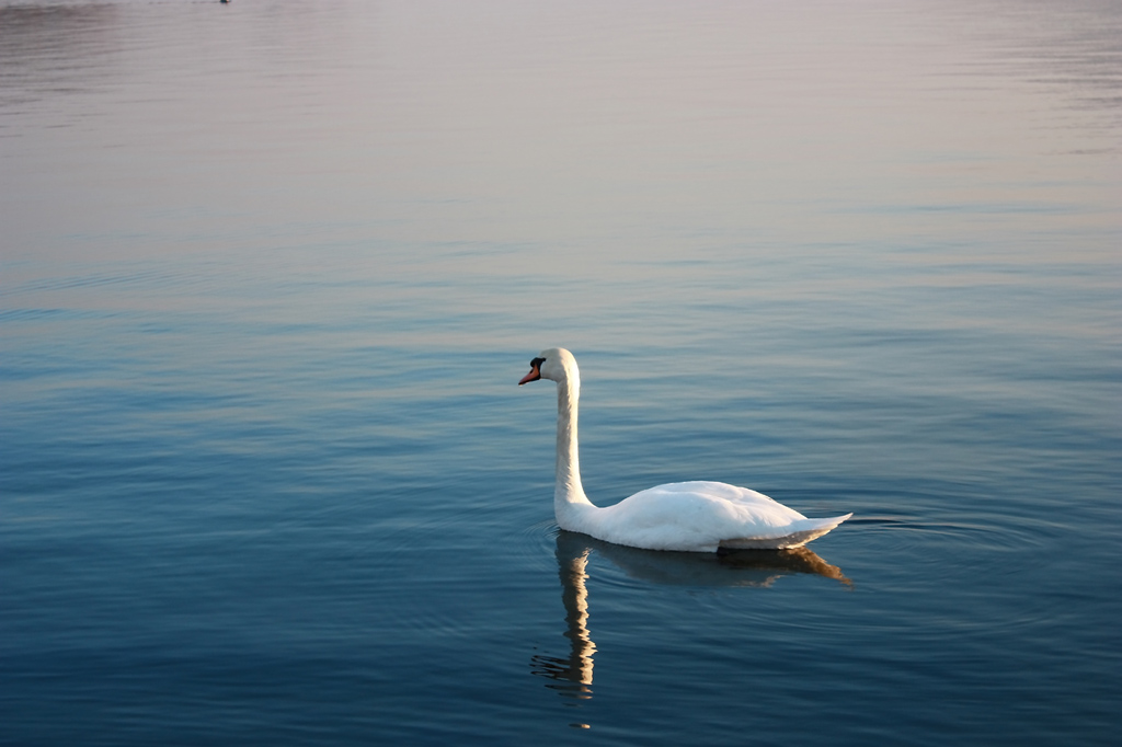 Cigno - prima prova 450D