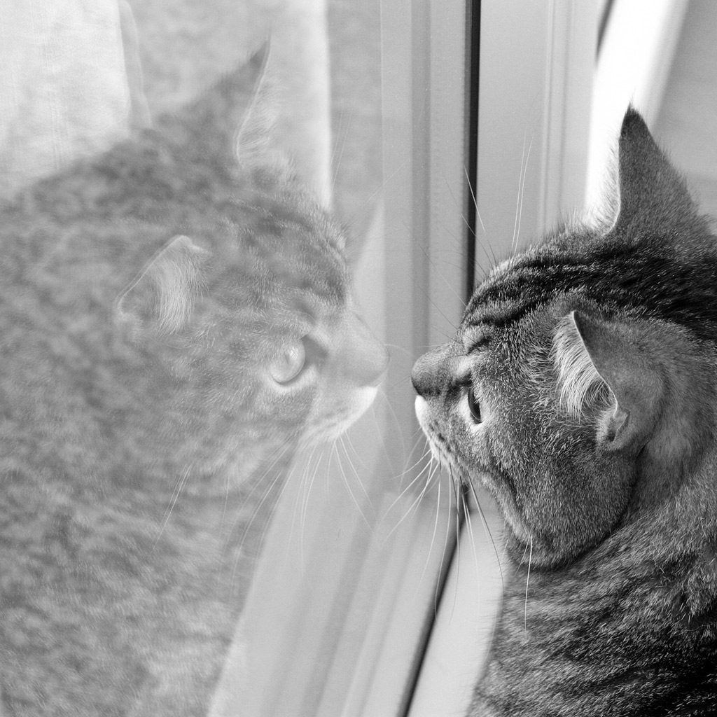 cosa star� guardando?