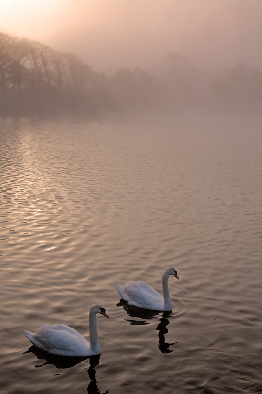Swimming in the mist...