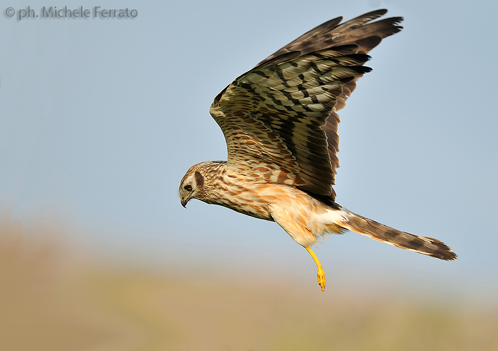 Albanella minore femmina