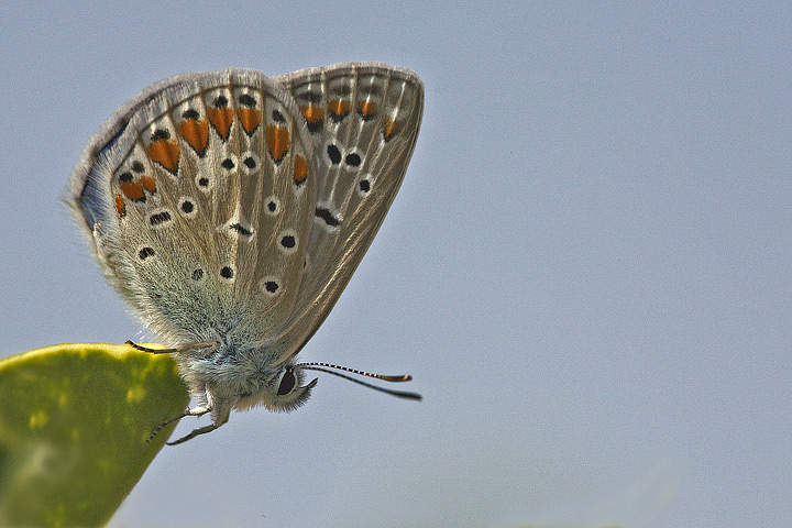 Polyommatus icarus