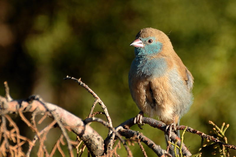 Bengalino guancerosse