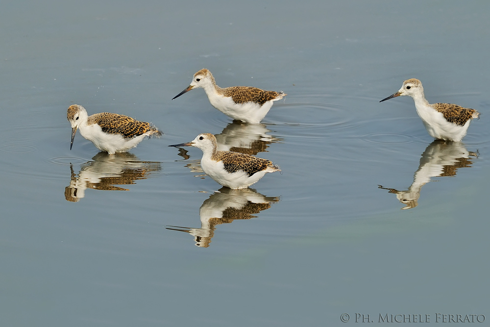 Giovanotti di Cavaliere d'italia