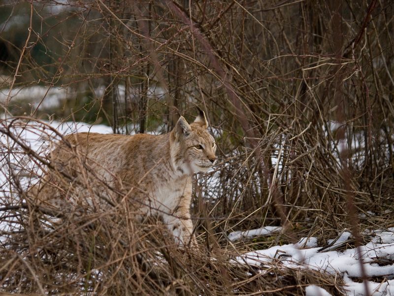 Lince europea