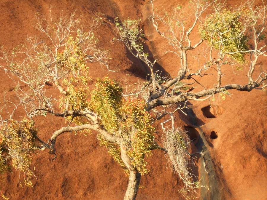 uluru sunrise