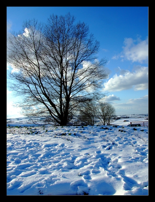 Nudi alberi invernali