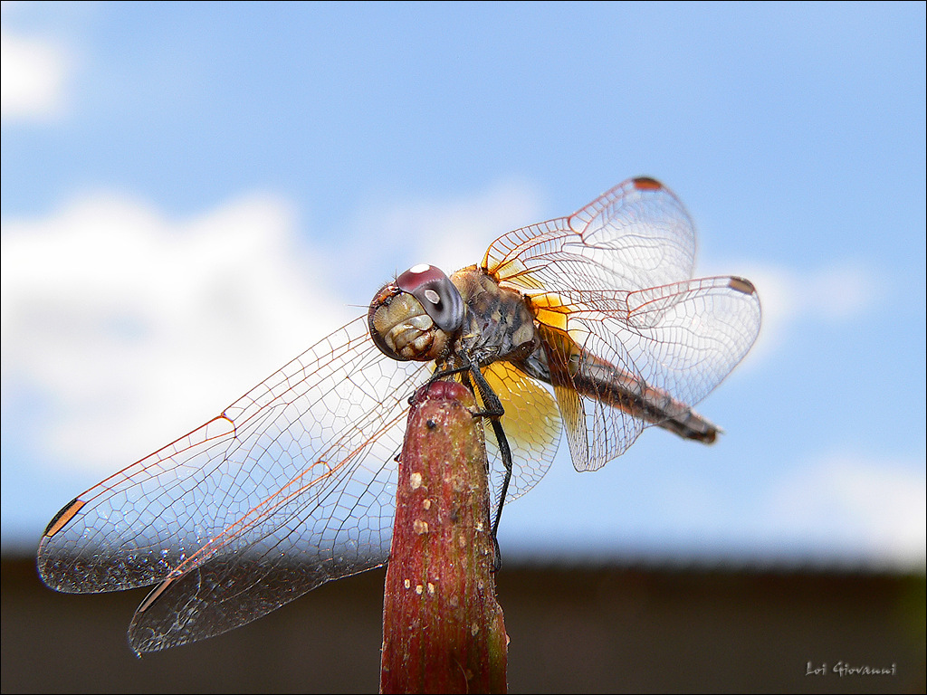 Libellula sotto il sole