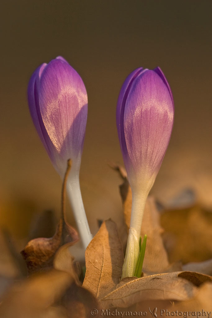 crocus 04