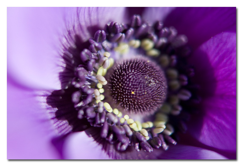 Prova anelli prolunga