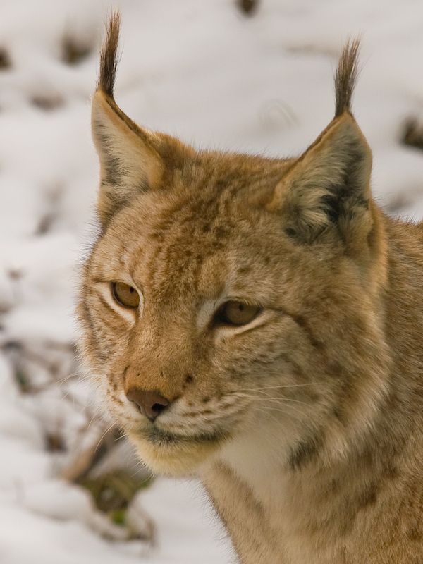 occhi di Lince