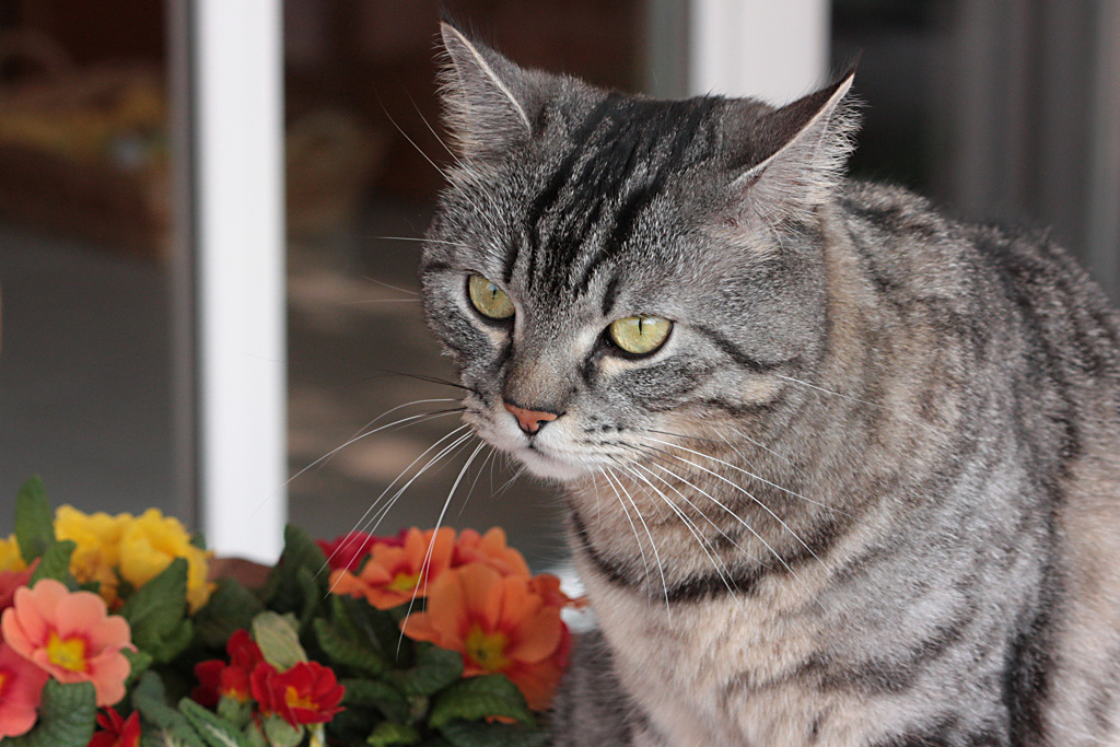 profumo di primavera