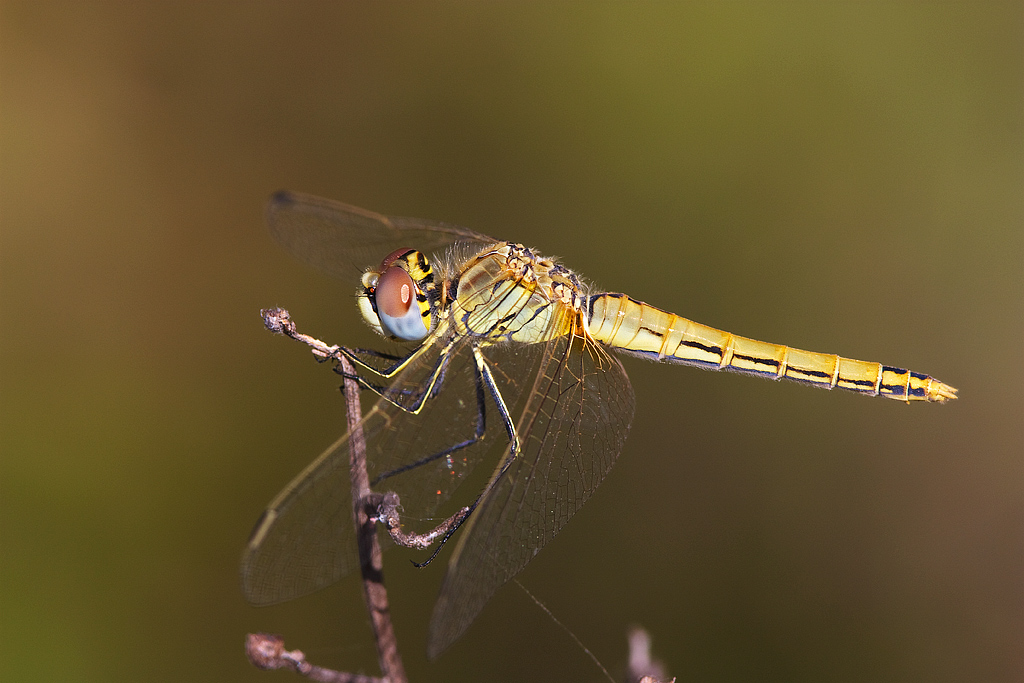 sympetrum_fonscolombii