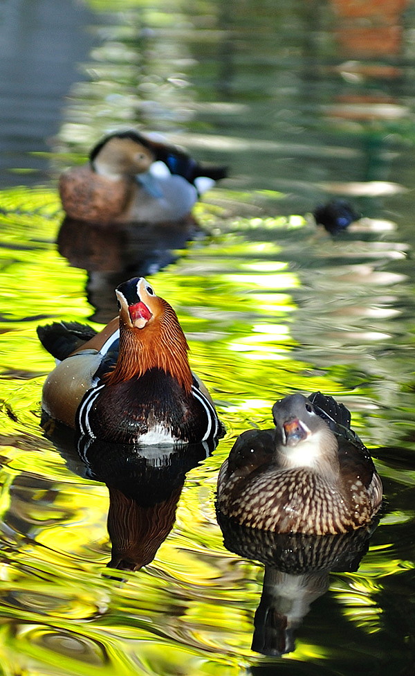 Paperelle curiose...