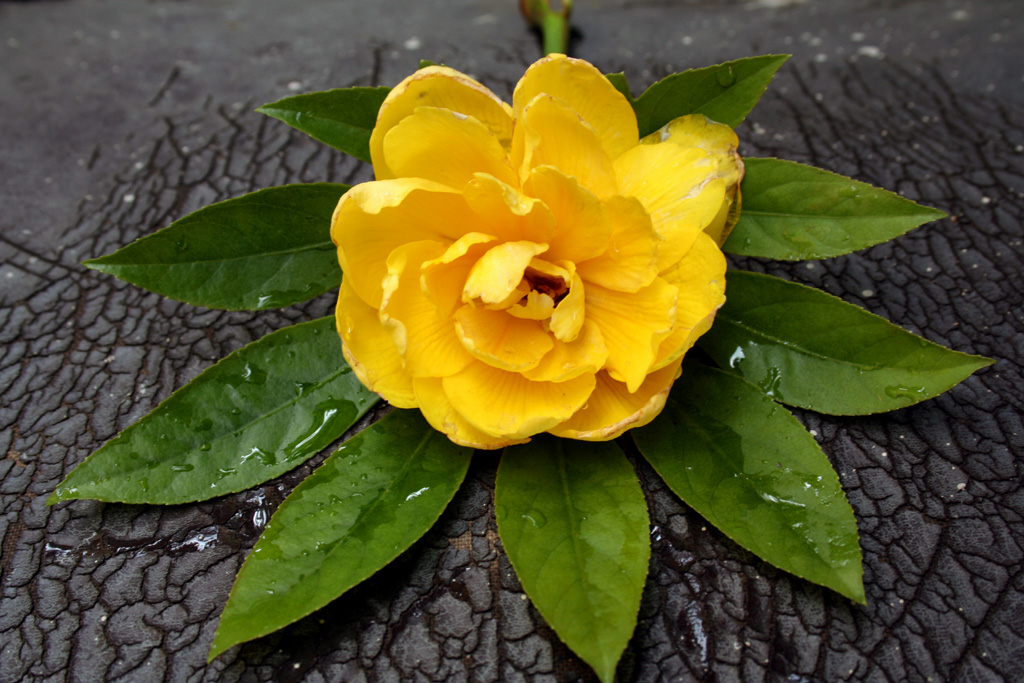 Composizione floreale