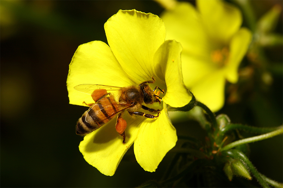 Veramente Infaticabili !!!