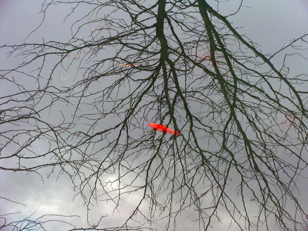 gli incubi dei pesci rossi