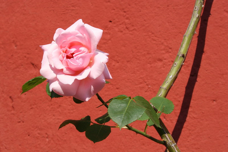 Rosa rosa