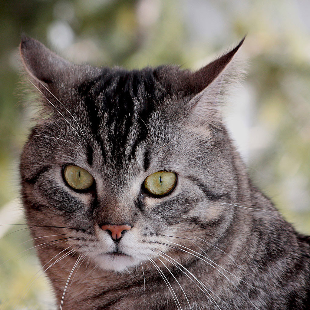 Sua Maest� in terrazzo