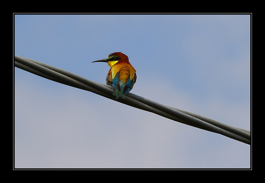 Il mio primo Gruccione