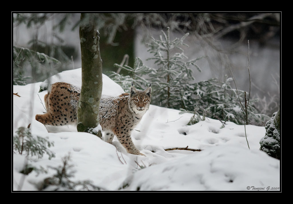 Occhi che scrutano 2