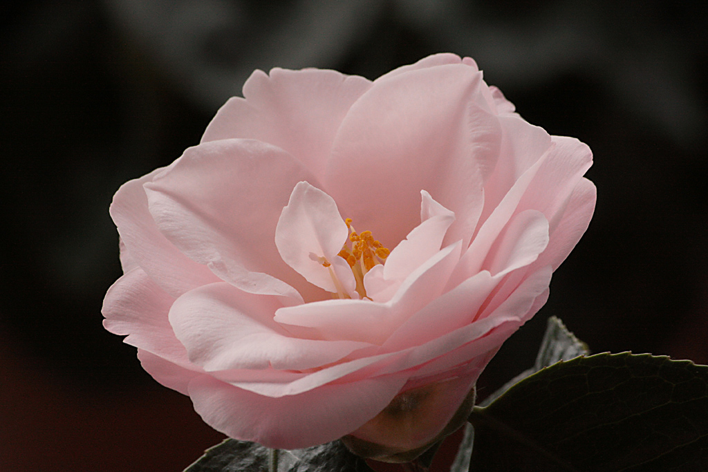 sbocciata stamattina