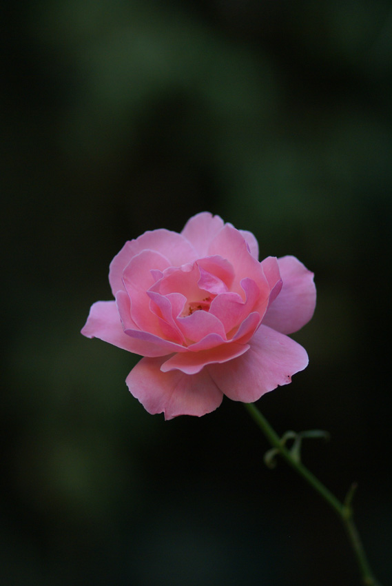 Sfumature di Rosa....