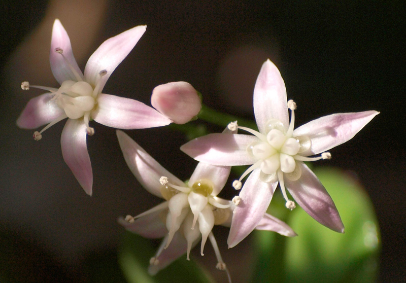 piccoli fiori invernali