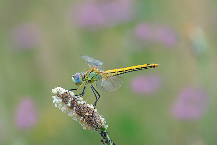Libellula tra i cardi