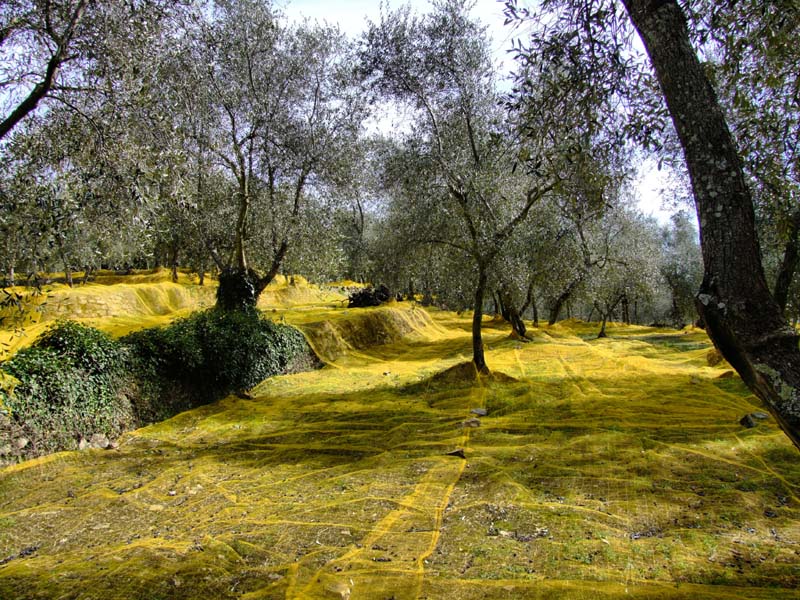 se tutto fsse giallo 2