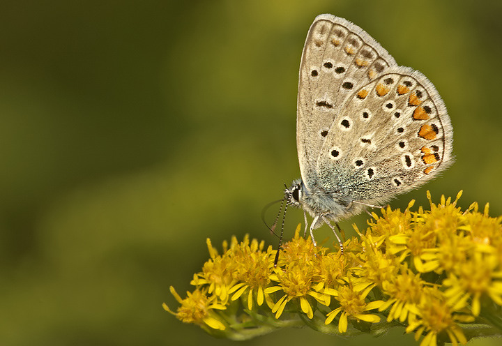Polyommatus icarus